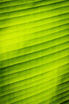 Green banana leaf texture