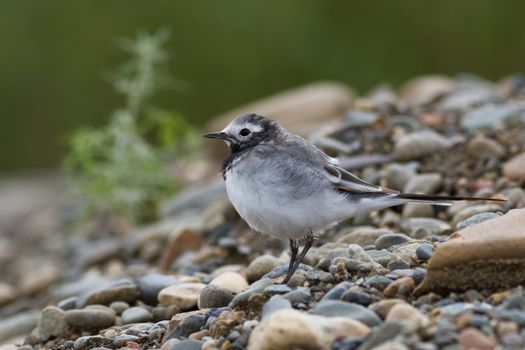 white wagtail sitting on the rocky shore