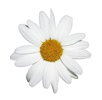 Flower of shasta daisy isolated on white