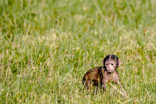 Berber baby monkey on a field