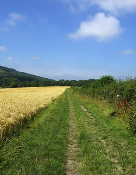 a path on the south downs