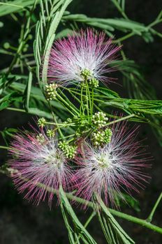 Persian Silk Tree Bloom