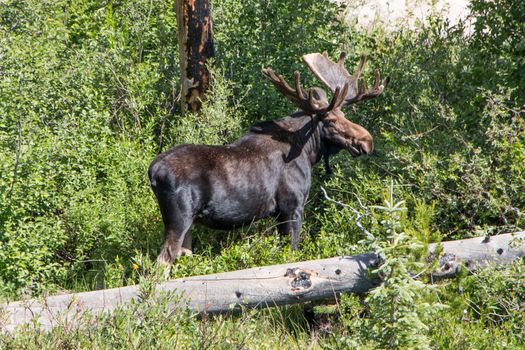 RMNP Bull Moose