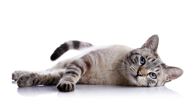 The striped blue-eyed cat lies on a white background.