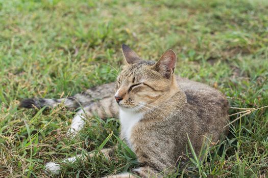 Tabby cat lying on the grass.
