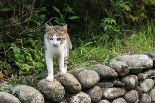 Tabby cat standing on the stone wall.