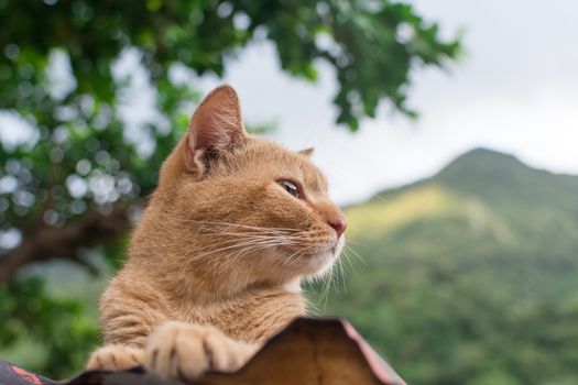 Ginger tabby cat lying on the roof.