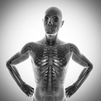 human bones radiography scan. x-ray  image