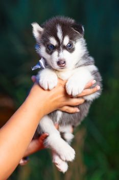 Siberian husky puppy with blue eyes