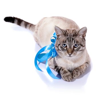 Striped blue-eyed cat with a blue tape.