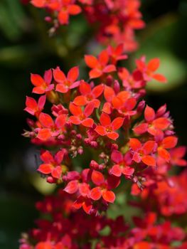 Red Christmas Kalanchoe Flower