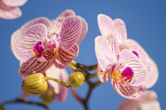Pink Orchid, Phalaenopsis 