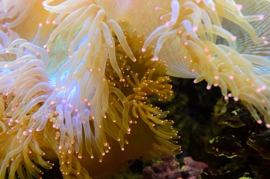 Anemones, organism of the sea.
