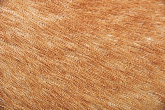 silky texture and golden dog