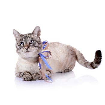 Striped blue-eyed cat with a tapes.
