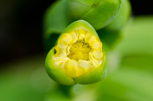Limnocharis flava or Yellow Burr Head flower