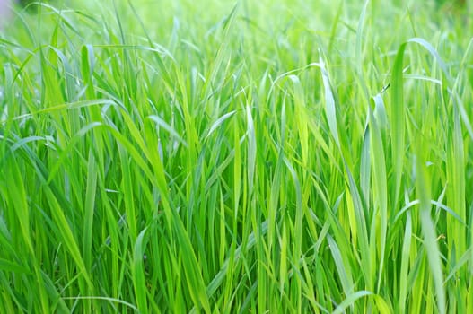 Greens oats closeup as background