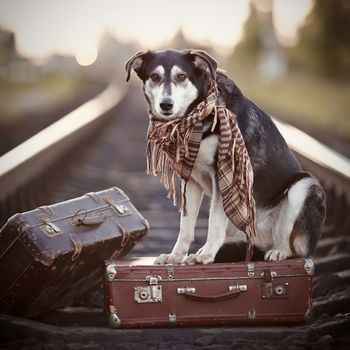 The dog sits on a suitcase on rails