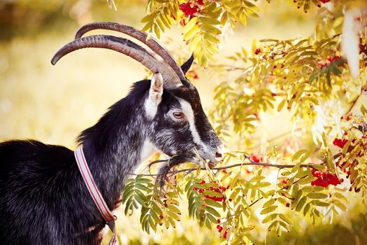  Portrait of a goat with a rowanberry