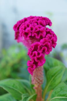 Close-ups of the Cockscomb flowers in the garden. (Celosia Argen