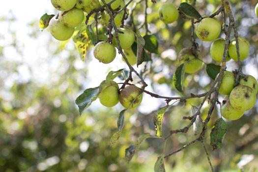 Green apples on branches