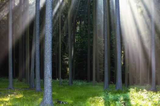 rays of light in forest