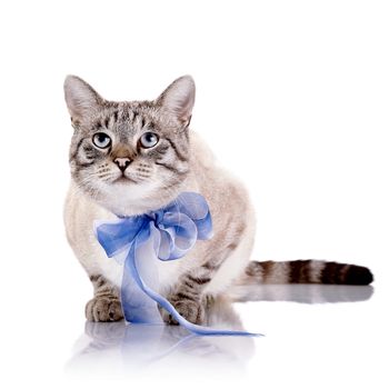 Striped cat with a blue tape.