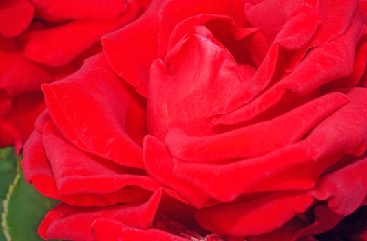 Beautiful flower scarlet velvet rose close-up as background
