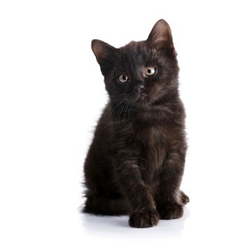 Small black kitten. 