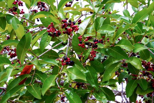 Jambolan plum, Java plum (Syzygium cumini)