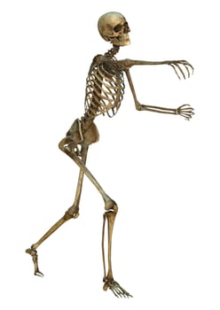 3D digital render of an old human skeleton isolated on white background