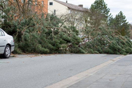 Storm damage. A tree that has fallen on a street after a storm