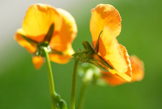 yellow viola flowers over natural green background