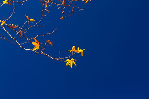 Maple twigs on blue sky background