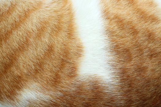 Close-up of cat fur brown fur and white for background or textur