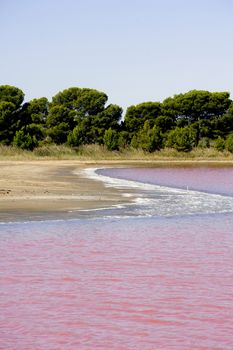 Salt marshes of Camargue in Aigues-Mortes