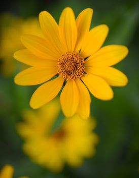 Bright Yellow Daisy Flower