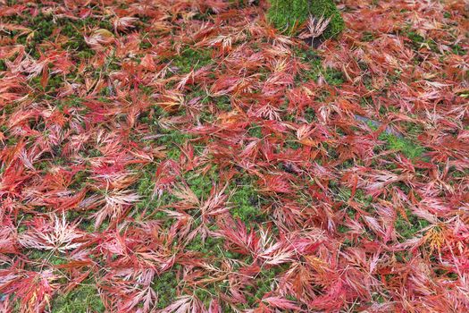 Japanese Maple Leaves on Mossy Ground