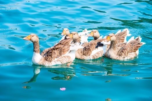 beautiful waterfowl geese in pure water