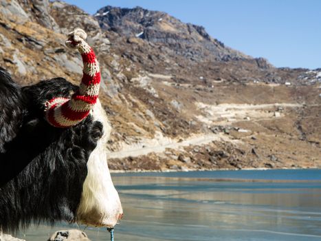 Yak head in front of Tsongmo mountain lake at sunny day.