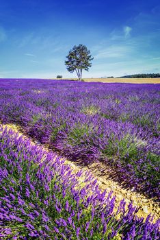 LAVENDER IN SOUTH OF FRANCE