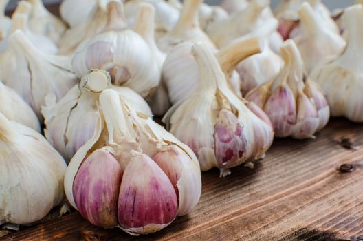 Bio garlic from bio herbs garden