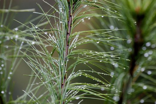 Pine Needles and dew