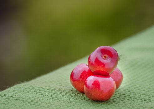 Juicy cherry on garden