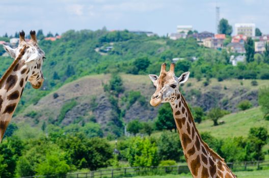 Giraffe in zoo Prague