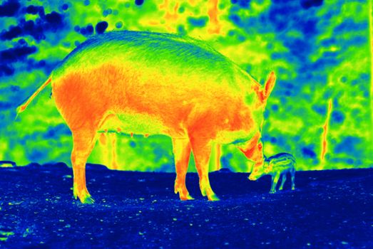 Photo is showing wilds animals captured in the Canadian countryside by a thermal camera.