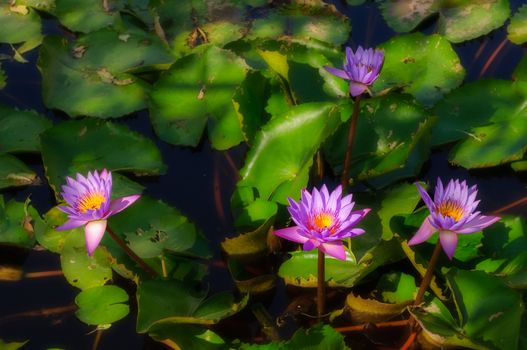 Blooming Water-lily flowers in a pond