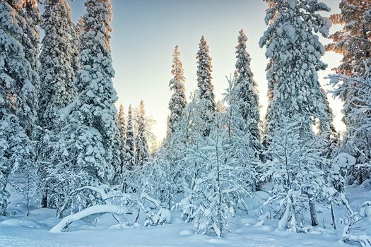 Arctic snowy winter forest