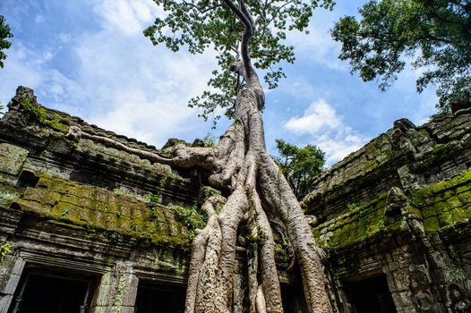 Ta Prohm Temple With Tree Growing Out of It, Siem Riep, Cambodia