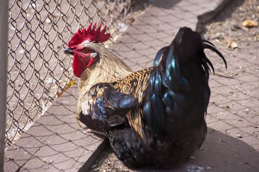 Rooster cock